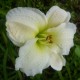 Hemerocallis 'Gentle Shepherd'