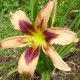 Hemerocallis 'German Ballerina  x de Colores'