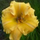 Hemerocallis 'Golden Scroll'