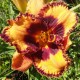 Hemerocallis 'Halloween Trick'