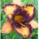 Hemerocallis 'Halloween Trick'