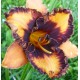 Hemerocallis 'Halloween Trick'