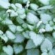 Lamium maculatum 'White Nancy'