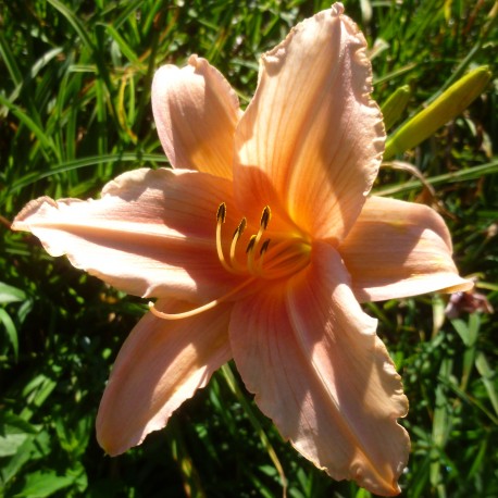 Hemerocallis 'Hello Dolly'