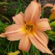 Hemerocallis 'Hello Dolly'