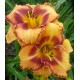 Hemerocallis 'Homeplace Bull's Eye'