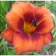 Hemerocallis 'Hot Town'