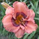 Hemerocallis 'I Don't Kid'