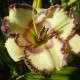 Hemerocallis 'Inviting Romance'