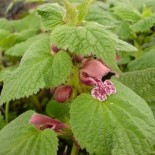 Lamium orvala