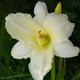 Hemerocallis 'Iron Gate Glacier'