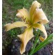 Hemerocallis 'Jan's Twister