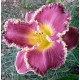 Hemerocallis 'Jeanne Deavers Dream'