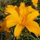 Hemerocallis 'Jersey Spider'