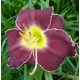 Hemerocallis 'Johnny Cash'