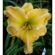 Hemerocallis 'Josephine Marina'