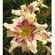 Hemerocallis 'Julie Newmar'