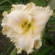 Hemerocallis 'Kitty Wells'
