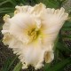 Hemerocallis 'Kitty Wells'