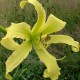 Hemerocallis Lady Fingers'