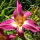 Hemerocallis 'Lake Norman Spider'