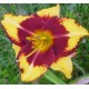 Hemerocallis 'Ledgewood's Flame of Faith'