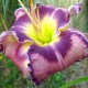 Hemerocallis 'Ledgewood's Royal Awakening'