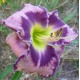 Hemerocallis 'Ledgewood's Royal Awakening'