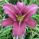 Hemerocallis 'Leon'