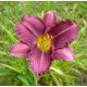 Hemerocallis 'Little Grapette'