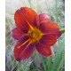 Hemerocallis 'Little Papoose'