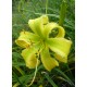 Hemerocallis 'Lois Burns'