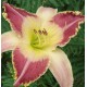 Hemerocallis 'Lotus Position'