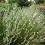 Lavandula angustifolia 'Edelweiss'