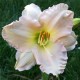 Hemerocallis 'Lulaby Baby'