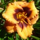 Hemerocallis 'Madeline Nettles Eyes'