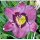 Hemerocallis 'Marietta Dreamer'