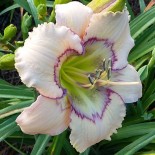 Hemerocallis 'Marseilles Watercolor'