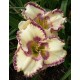 Hemerocallis 'Inviting Romance'