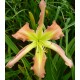 Hemerocallis 'Melissa's Starfish'