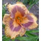 Hemerocallis 'Mexican Magic'