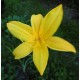 Hemerocallis middendorffii