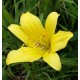 Hemerocallis minor