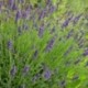 Lavandula angustifolia 'Hidcote'