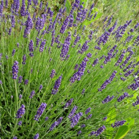 Lavandula angustifolia 'Hidcote'