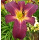 Hemerocallis 'Mulberry Wine'