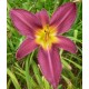 Hemerocallis 'Mulberry Wine'