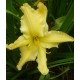 Hemerocallis 'Mynelle's Starfish'