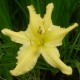 Hemerocallis 'Mynelle's Starfish'