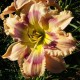 Hemerocallis 'Mysterious Eyes'